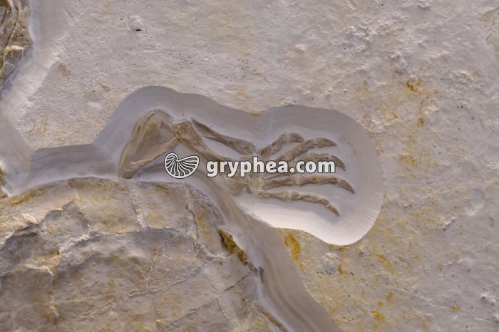 Tortue fossile (membre antérieur droit) - gryphea.org